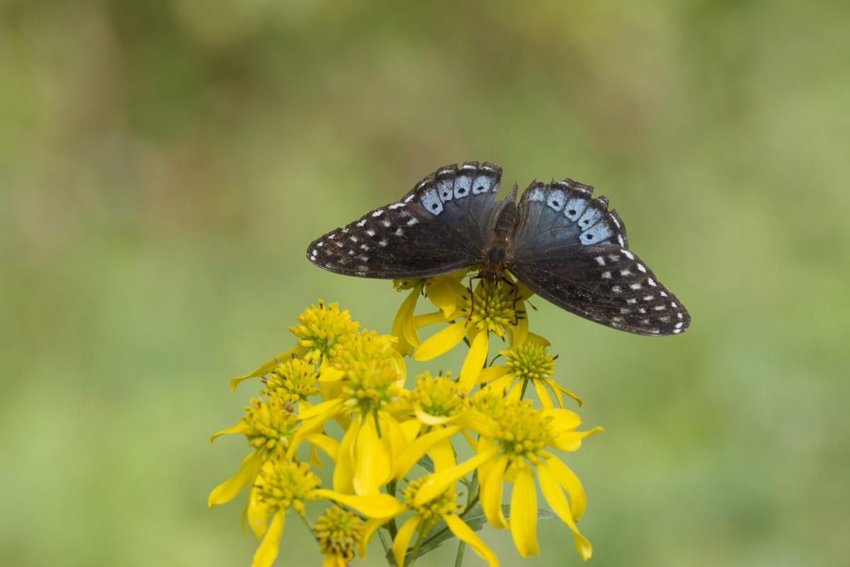 Diana Fritillary - ML643044164