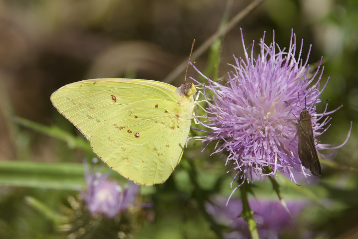 Cloudless Sulphur - ML643044194
