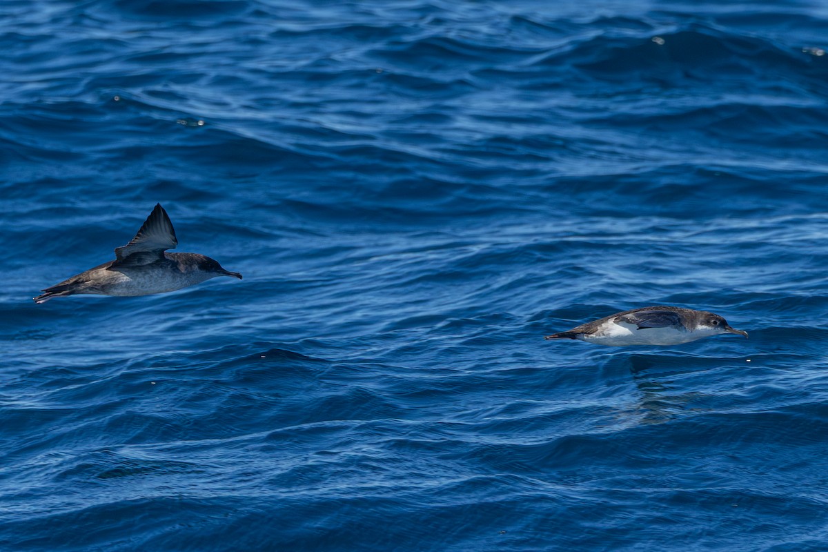 Balearic Shearwater - ML643044214