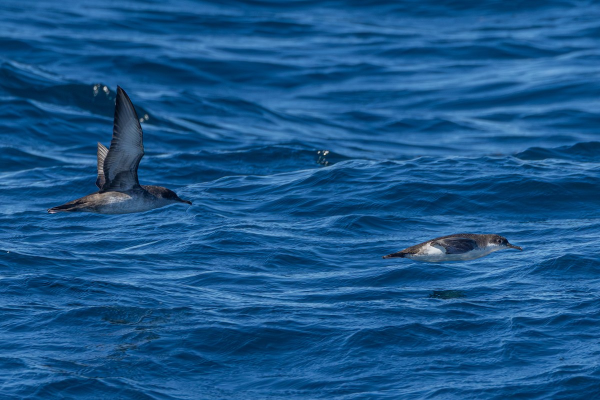 Balearic Shearwater - ML643044215