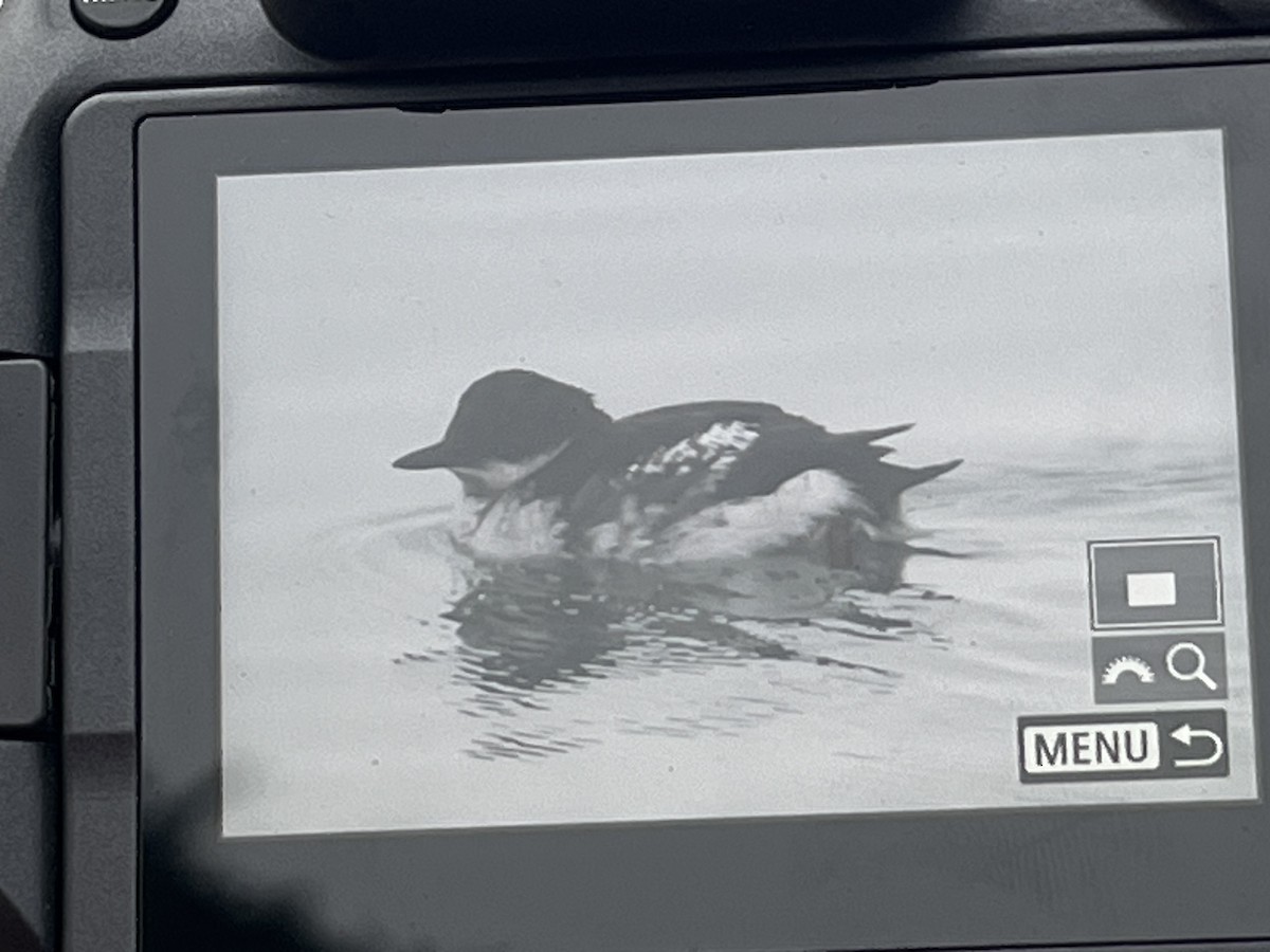 Guillemot colombin - ML643044216