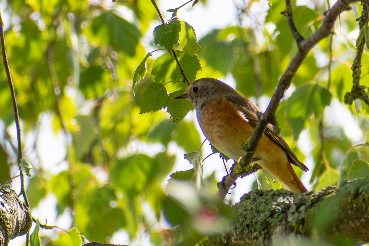 Common Redstart - ML643044227