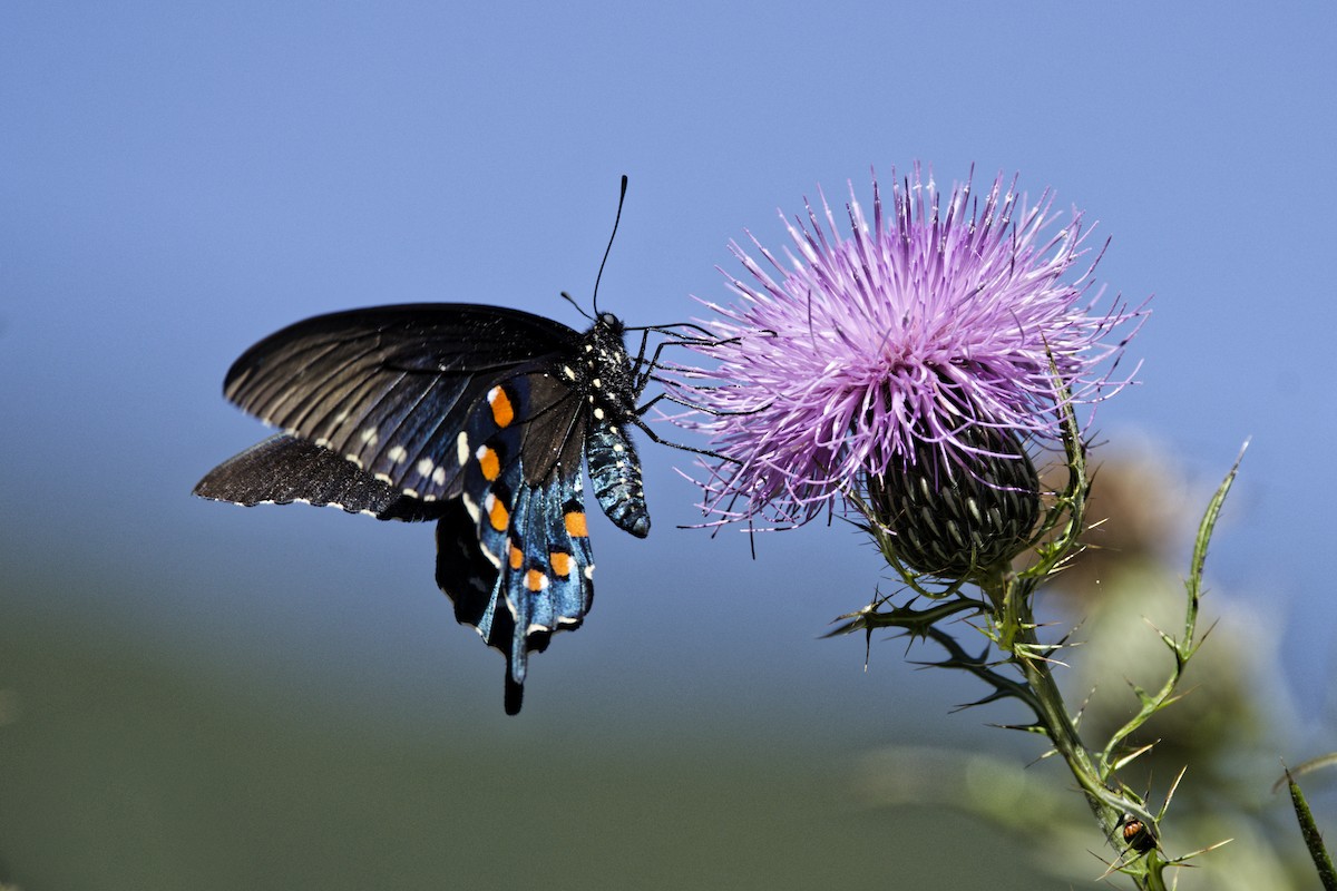 Pipevine Swallowtail - ML643044238