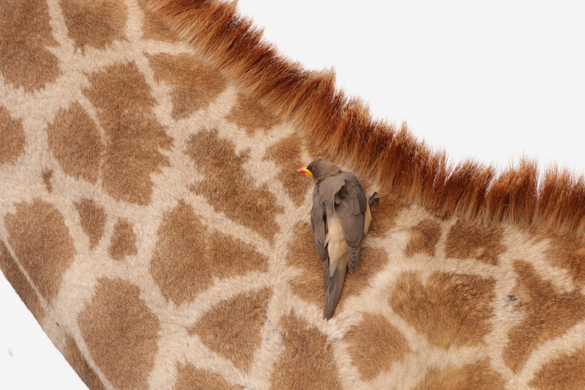 Yellow-billed Oxpecker - ML643044240