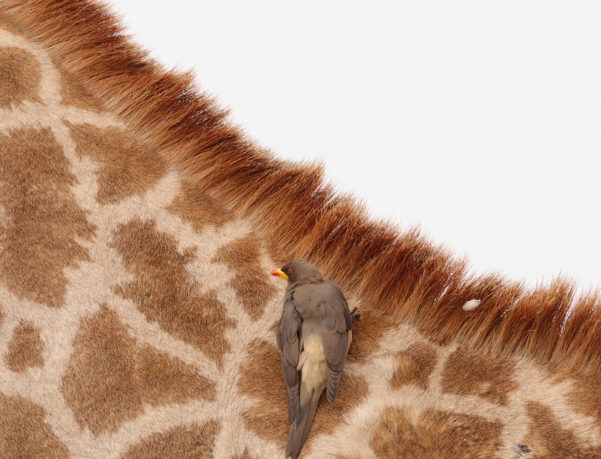 Yellow-billed Oxpecker - ML643044241