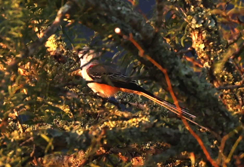 Scissor-tailed Flycatcher - ML643044257