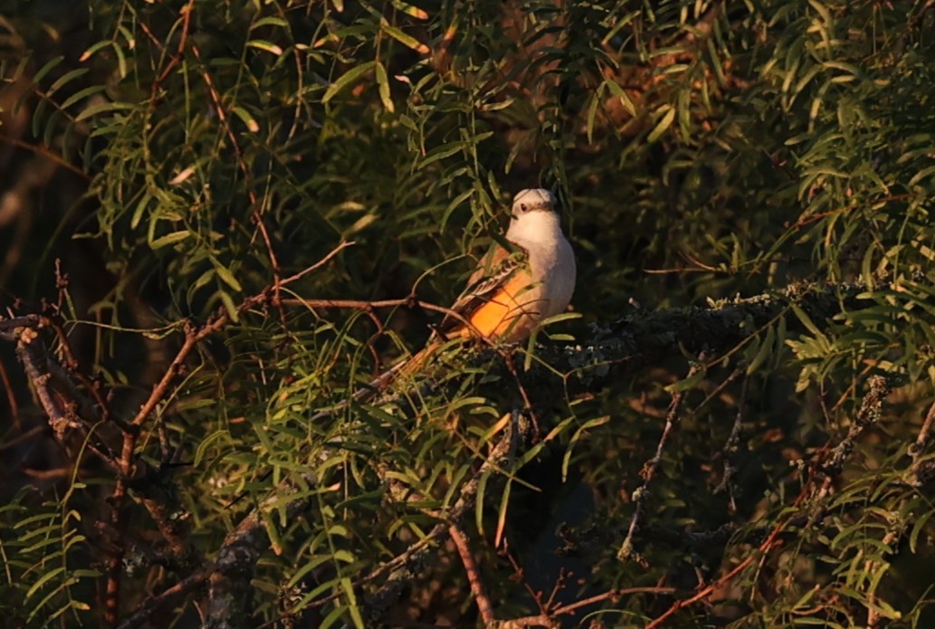 Scissor-tailed Flycatcher - ML643044258
