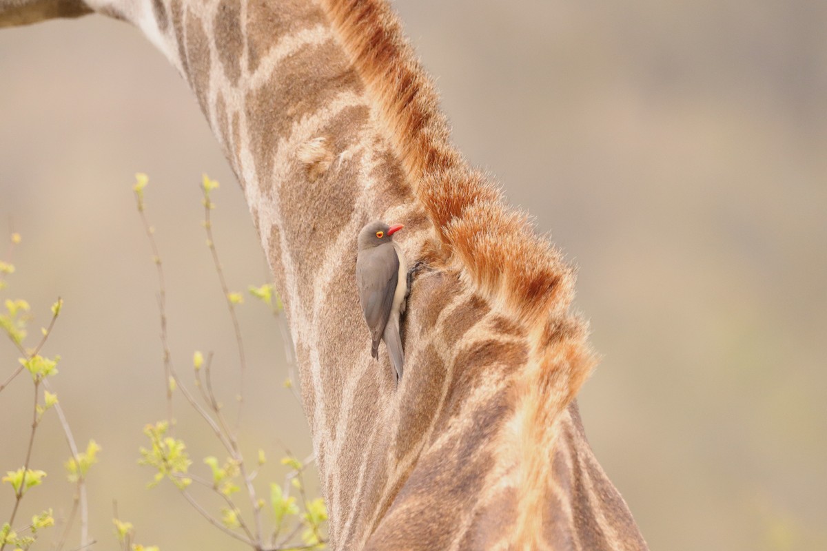 Red-billed Oxpecker - ML643044263
