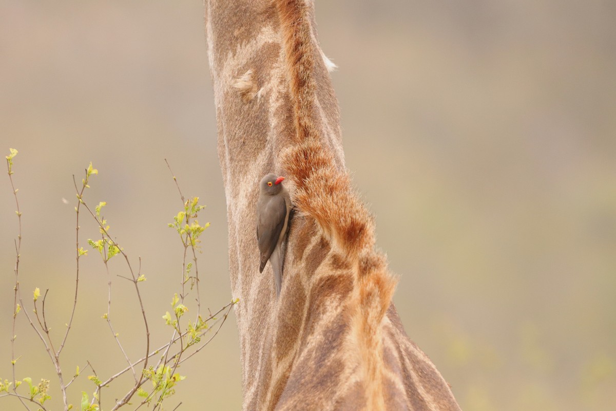 Red-billed Oxpecker - ML643044264