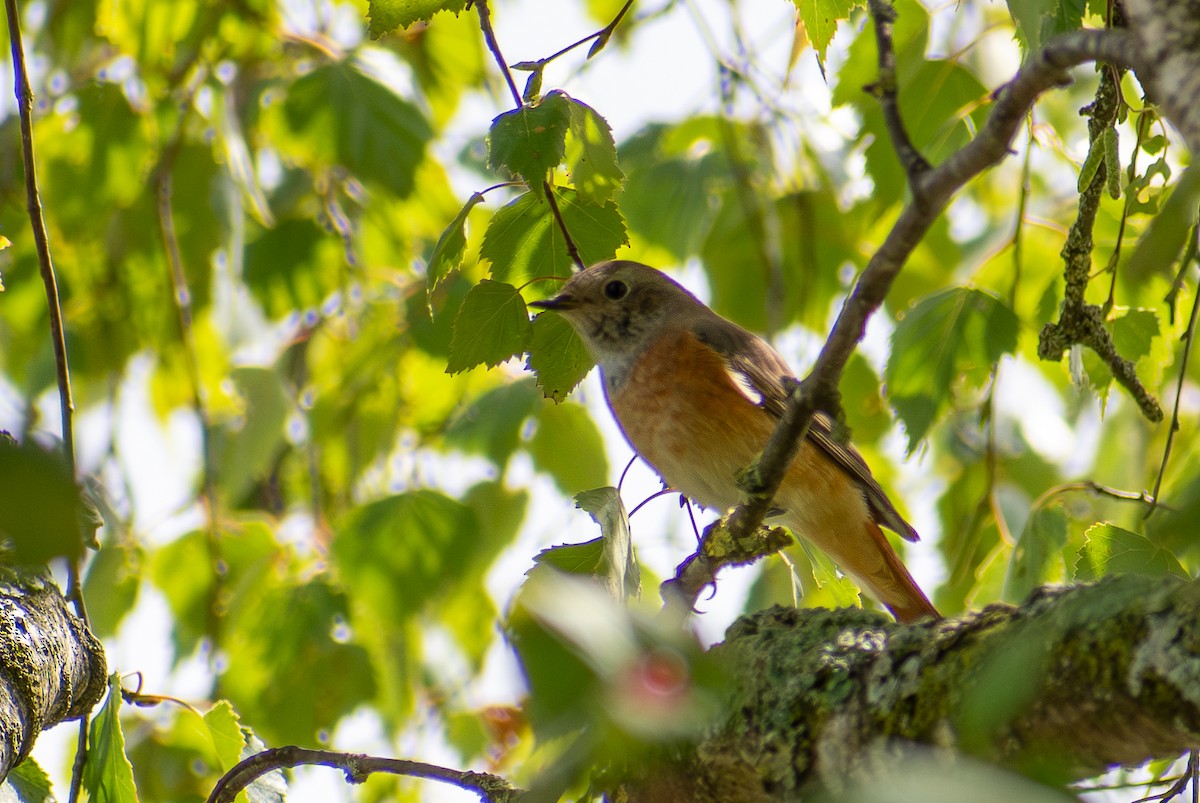 Common Redstart - ML643044266