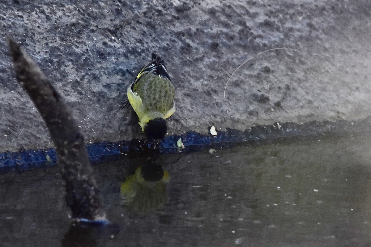 Hooded Siskin - ML643044280