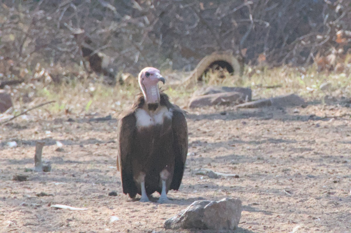 Hooded Vulture - ML643044293