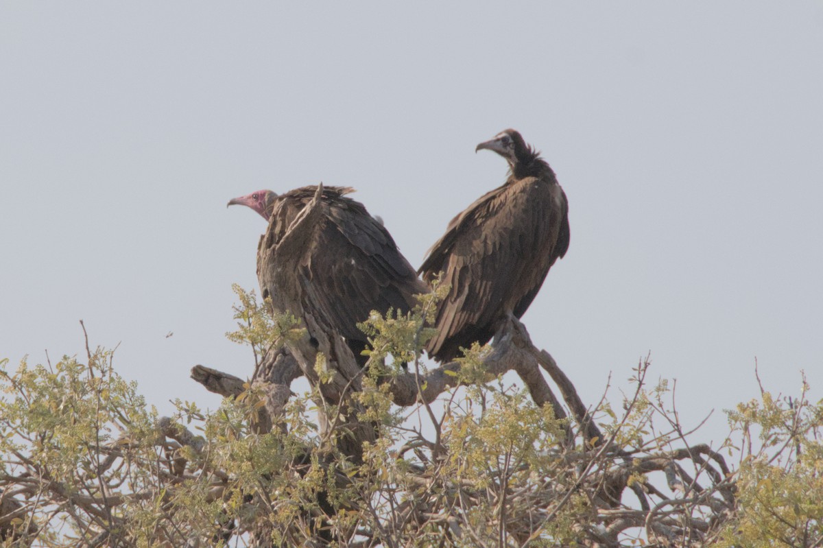 Hooded Vulture - ML643044294
