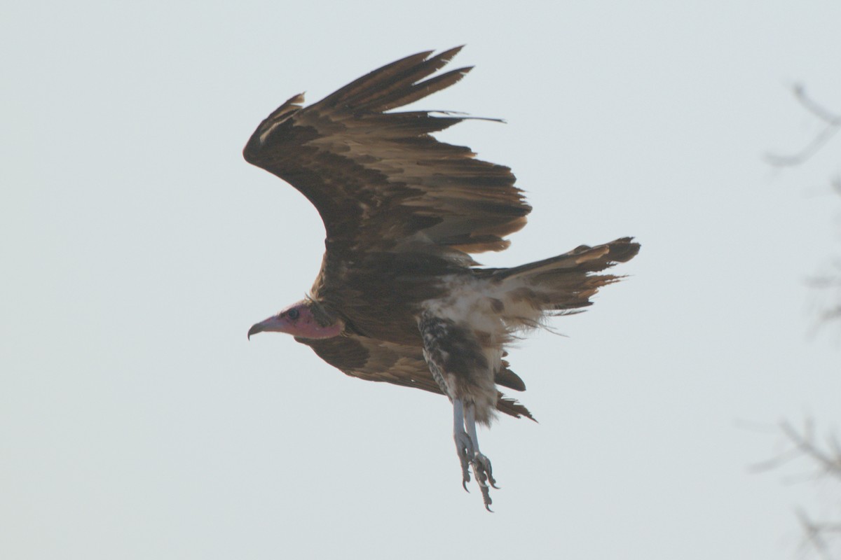 Hooded Vulture - ML643044295