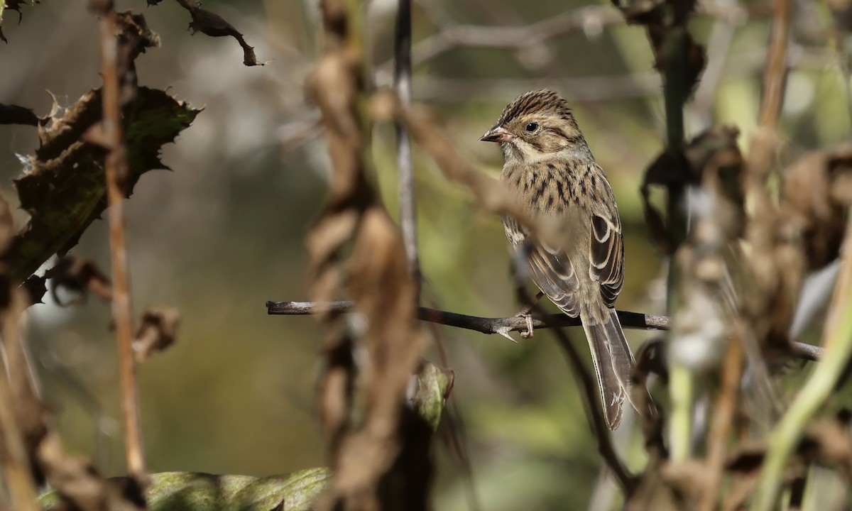 Clay-colored Sparrow - ML643044302