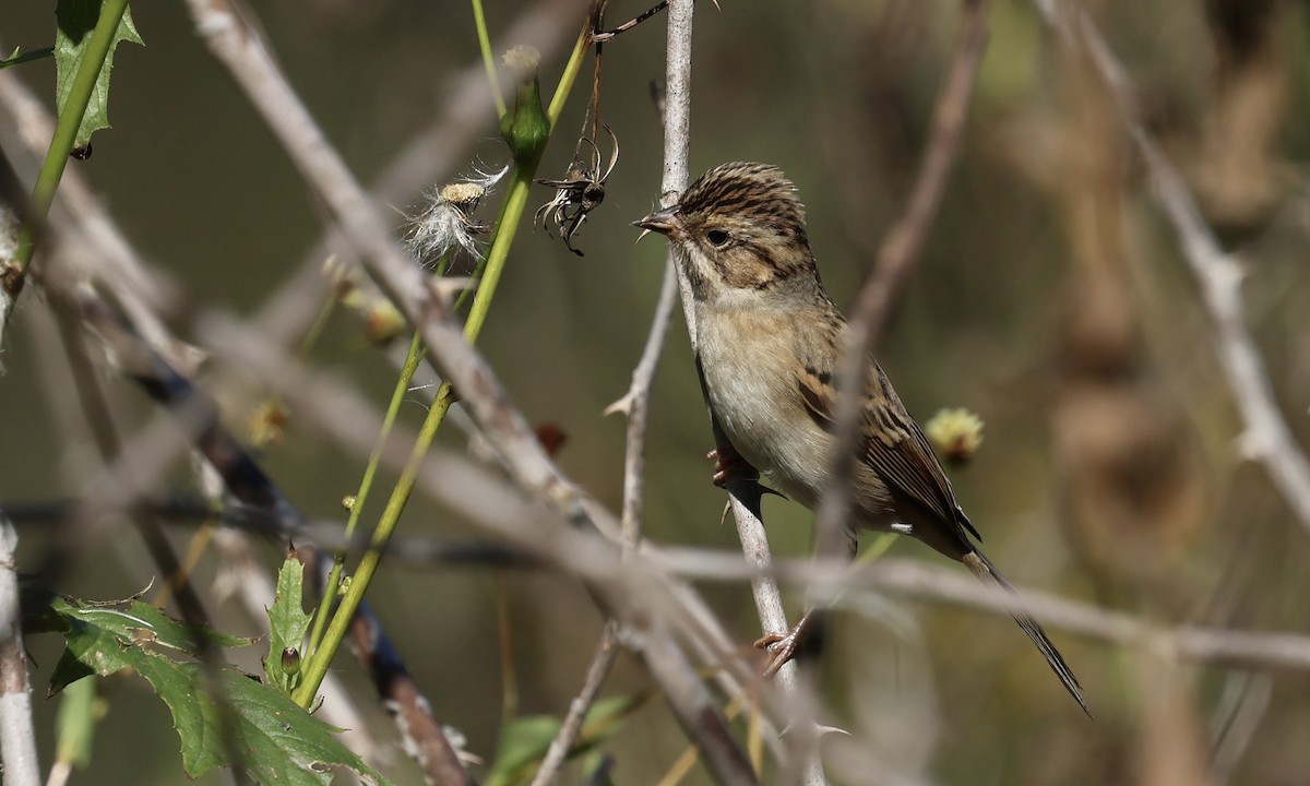 Clay-colored Sparrow - ML643044303