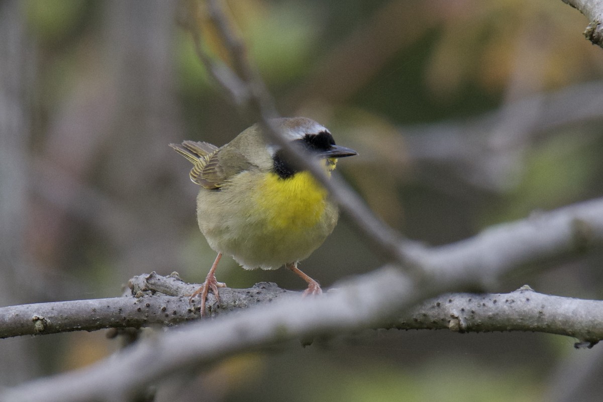 Common Yellowthroat - John Vieira