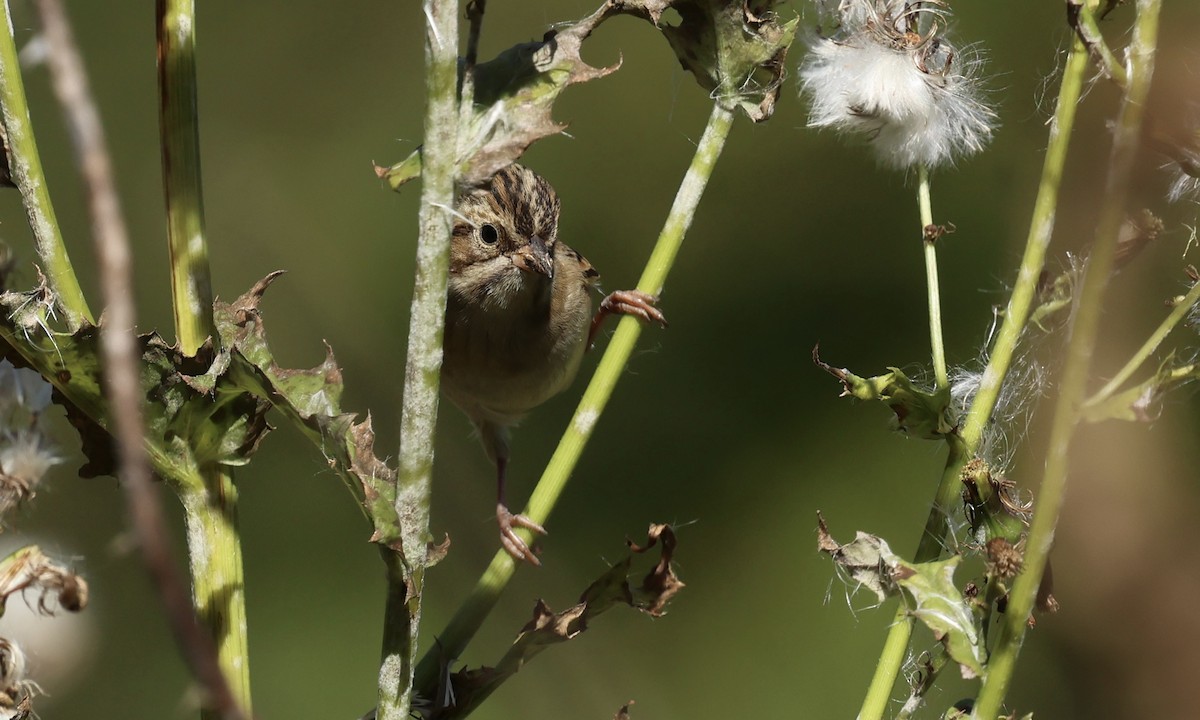 Clay-colored Sparrow - ML643044305