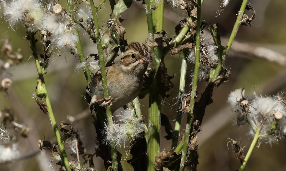 Clay-colored Sparrow - ML643044306