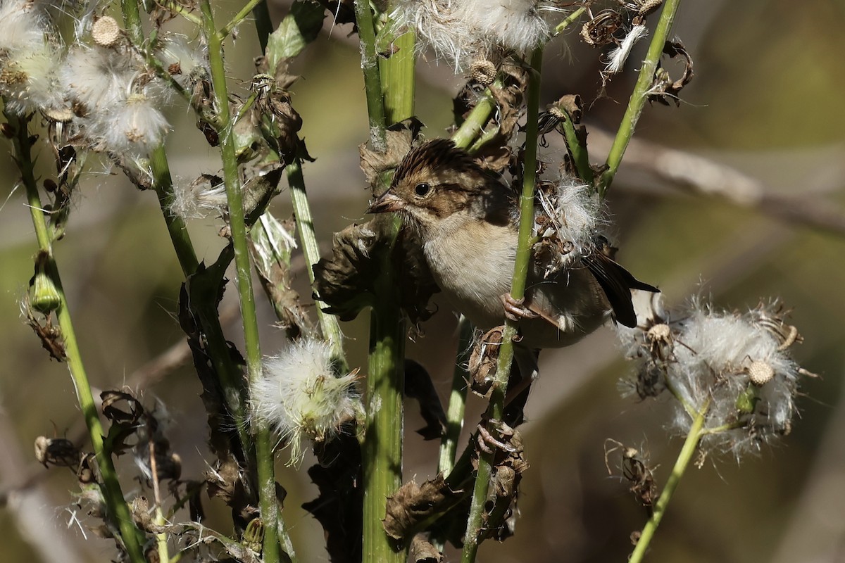 Clay-colored Sparrow - ML643044307