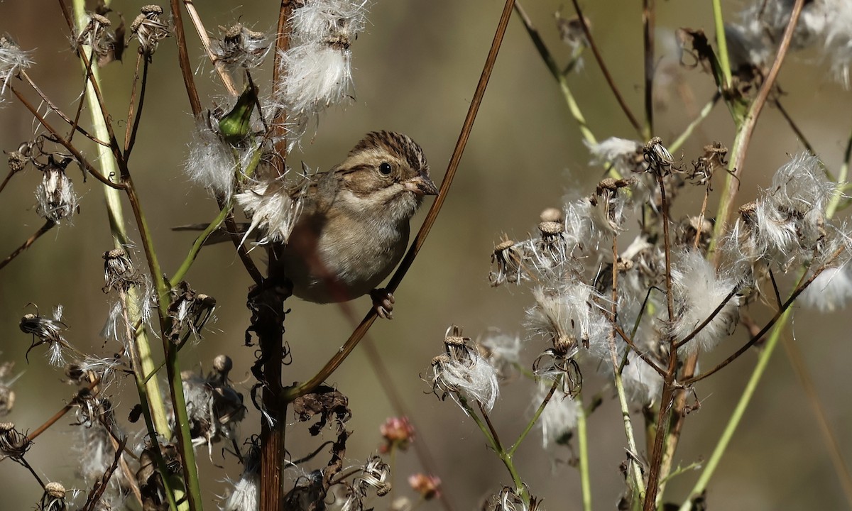 Clay-colored Sparrow - ML643044308