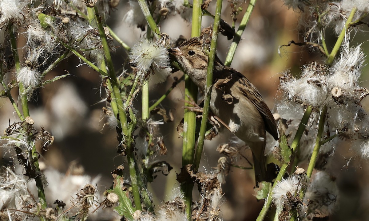 Clay-colored Sparrow - ML643044309