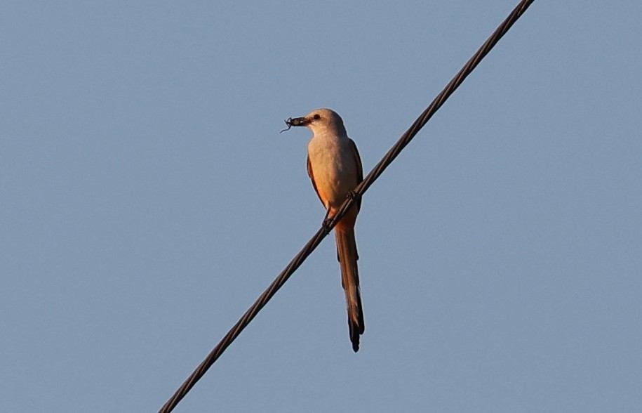 Scissor-tailed Flycatcher - ML643044311