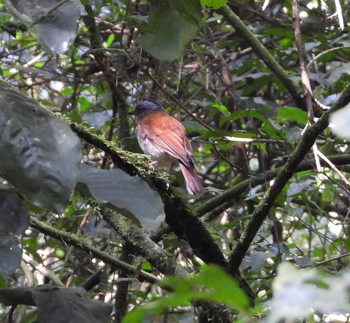 rødstrupealete - ML643044323