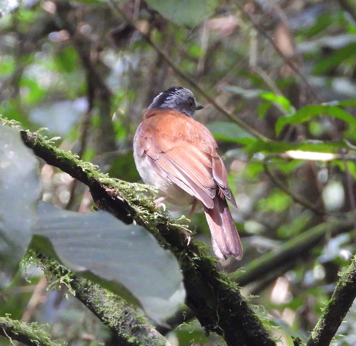 rødstrupealete - ML643044324