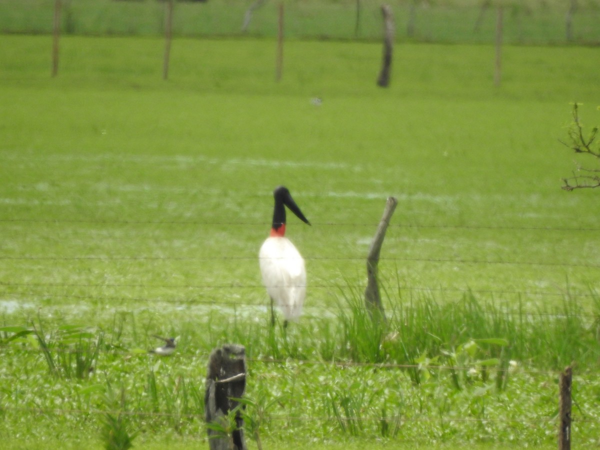 jabirustork - ML643044339