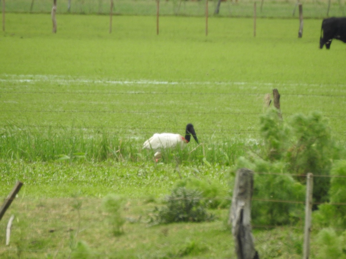 jabirustork - ML643044340