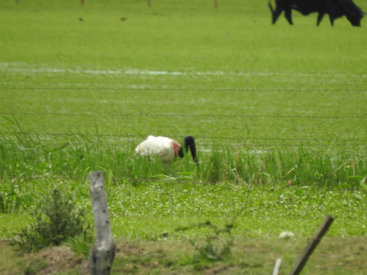 jabirustork - ML643044341