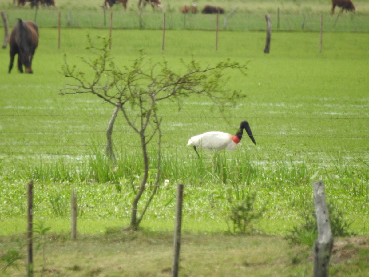 jabirustork - ML643044342