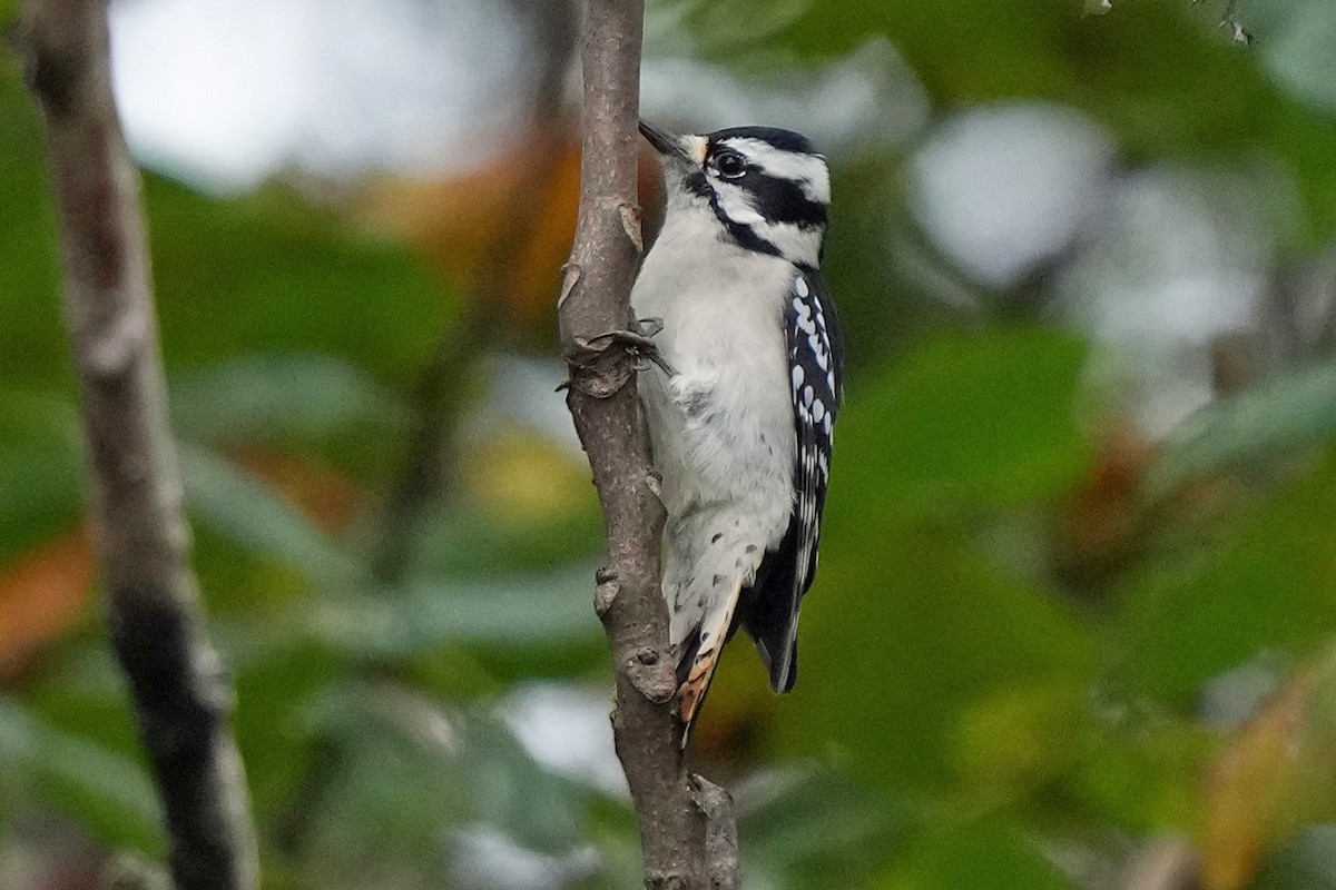 Downy Woodpecker - ML643044346