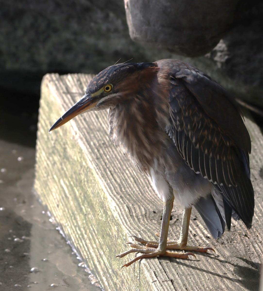 Green Heron - ML643044348