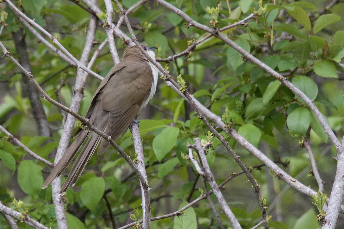 Black-billed Cuckoo - ML643044349