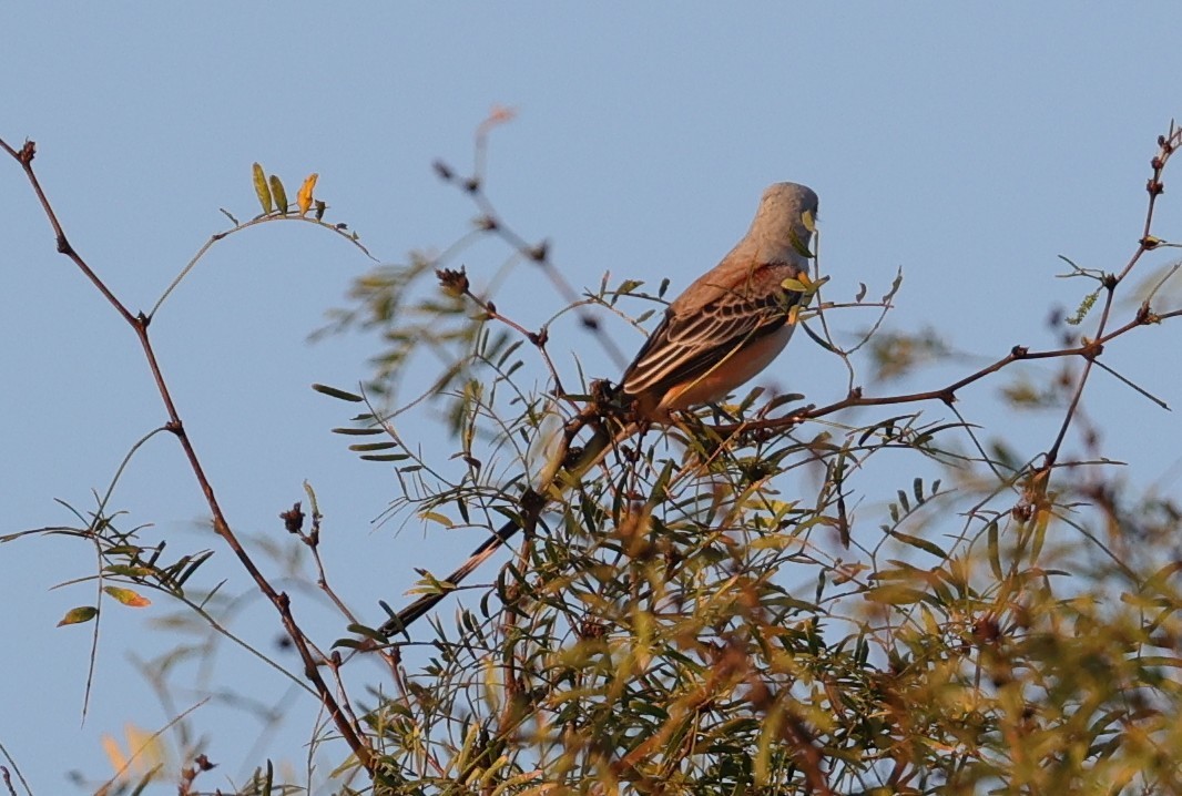 Scissor-tailed Flycatcher - ML643044350