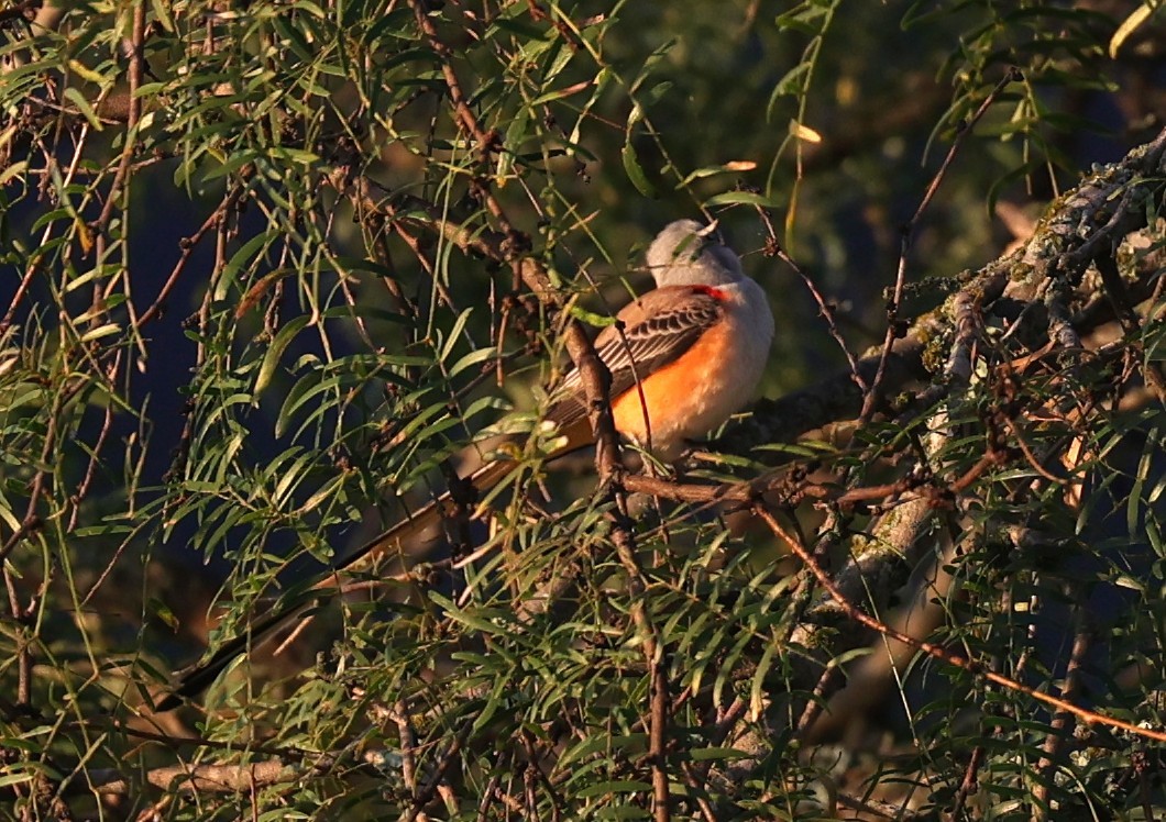 Scissor-tailed Flycatcher - ML643044351