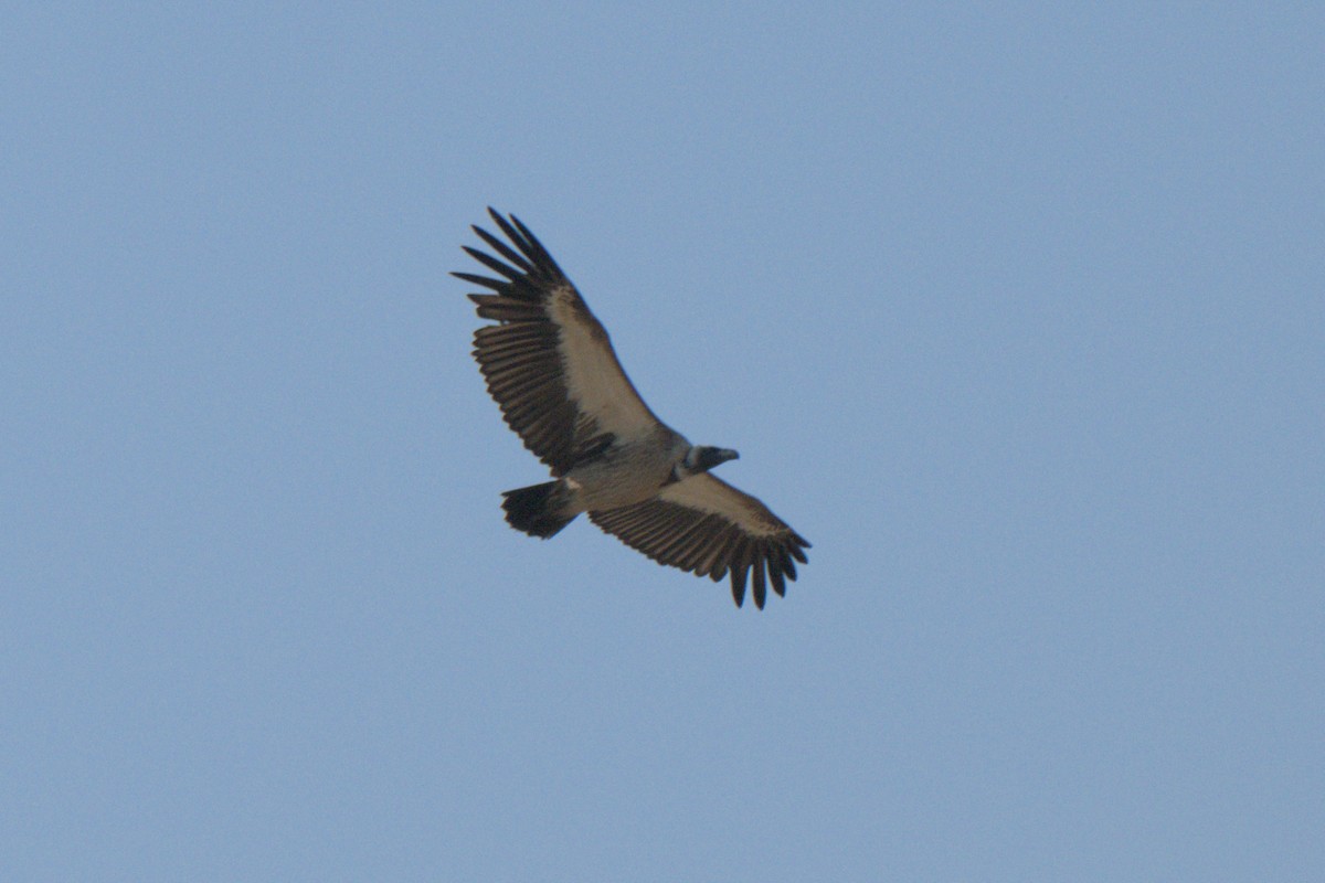 White-backed Vulture/Cape Griffon - ML643044370