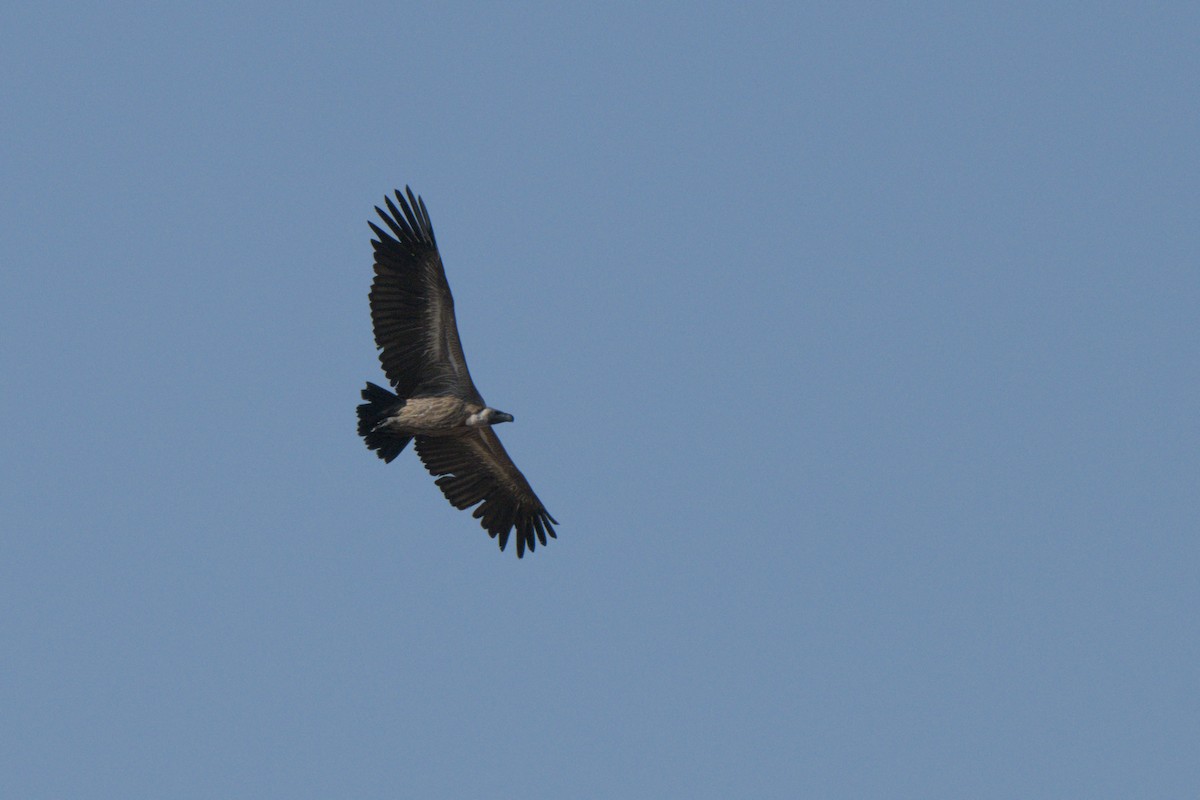 White-backed Vulture/Cape Griffon - ML643044371
