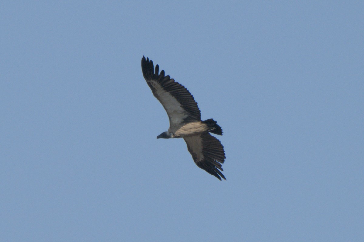 White-backed Vulture/Cape Griffon - ML643044372