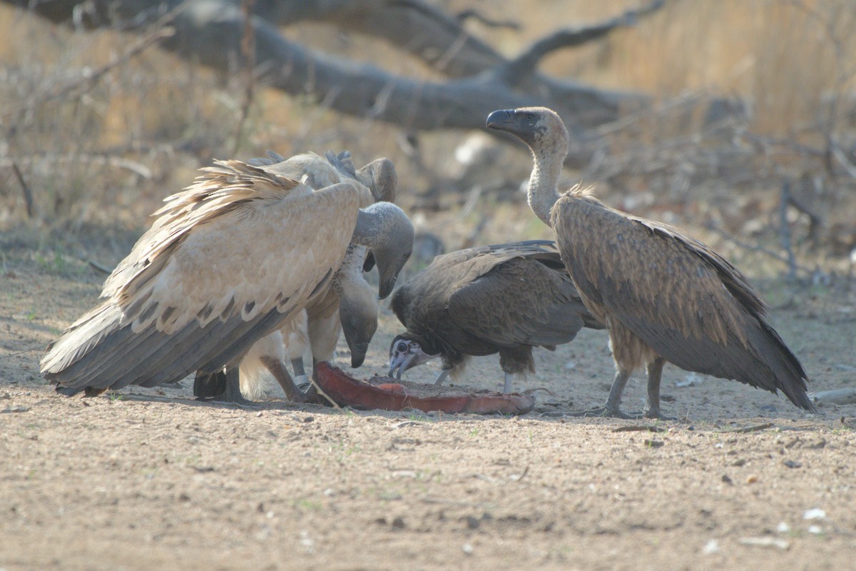White-backed Vulture/Cape Griffon - ML643044374