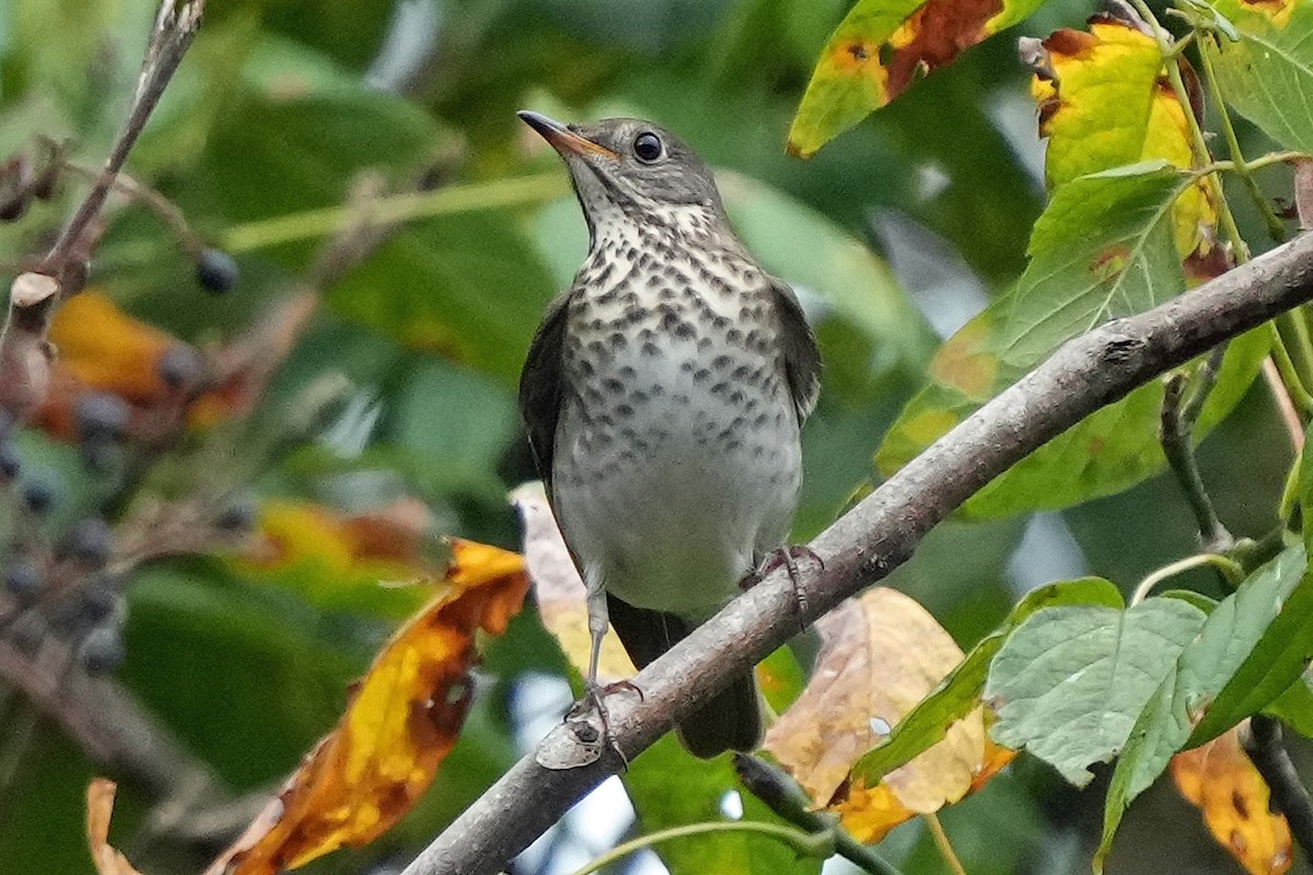 Gray-cheeked Thrush - ML643044386