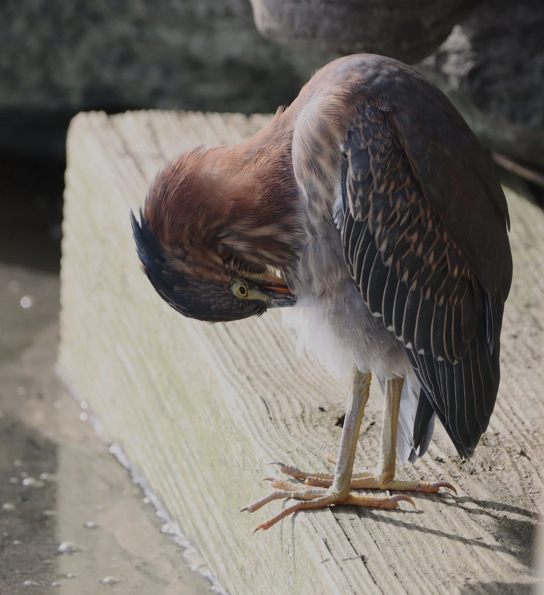 Green Heron - ML643044389