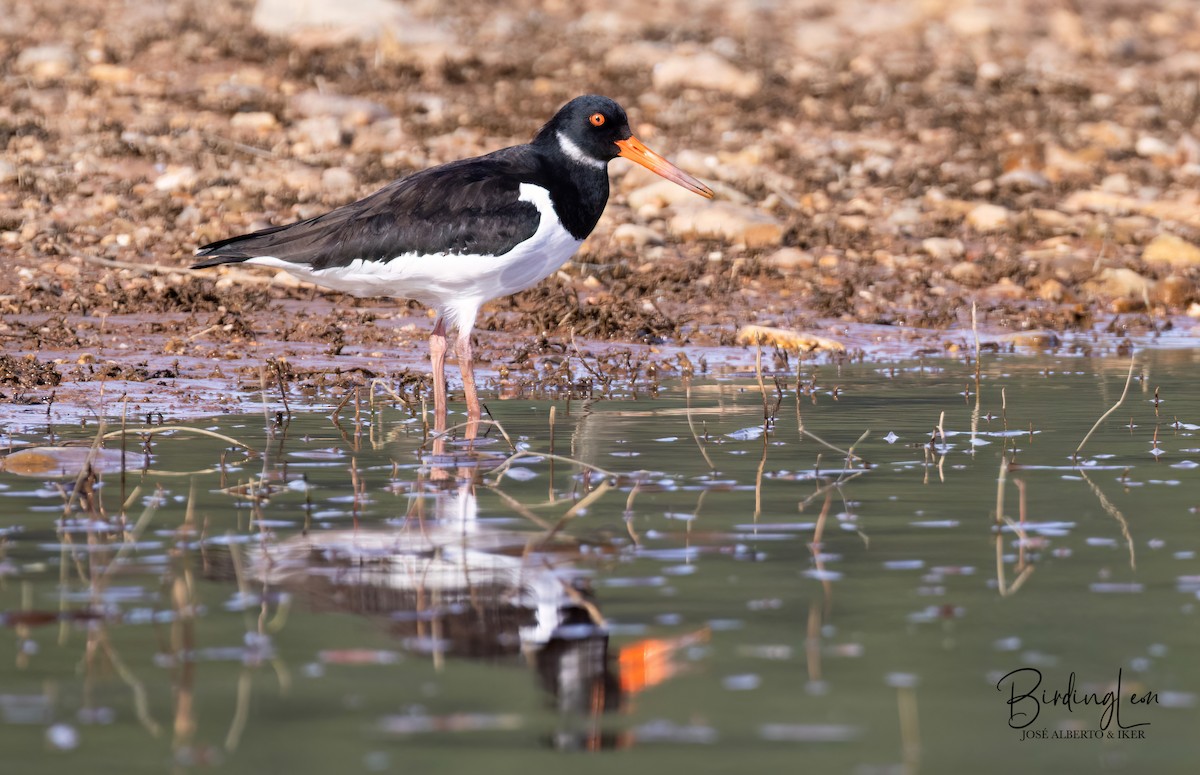 Eurasian Oystercatcher - ML643044393