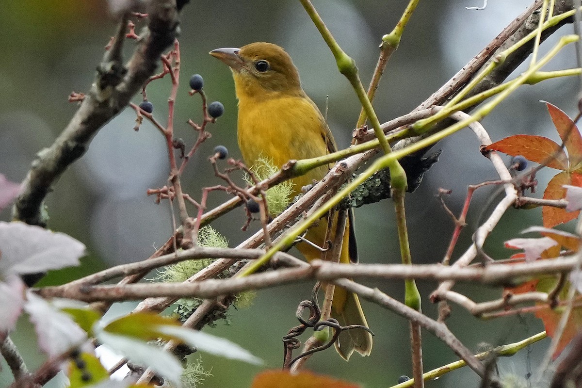 Piranga gorria - ML643044404
