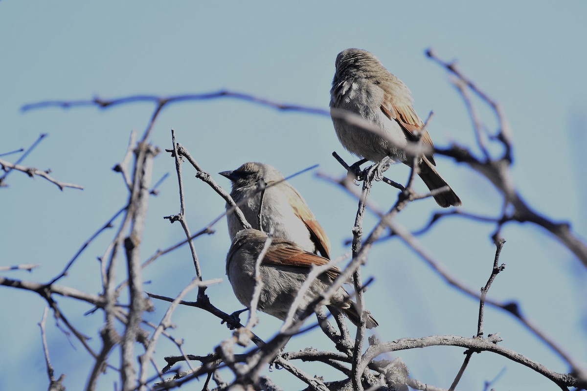 Grayish Baywing - ML643044409