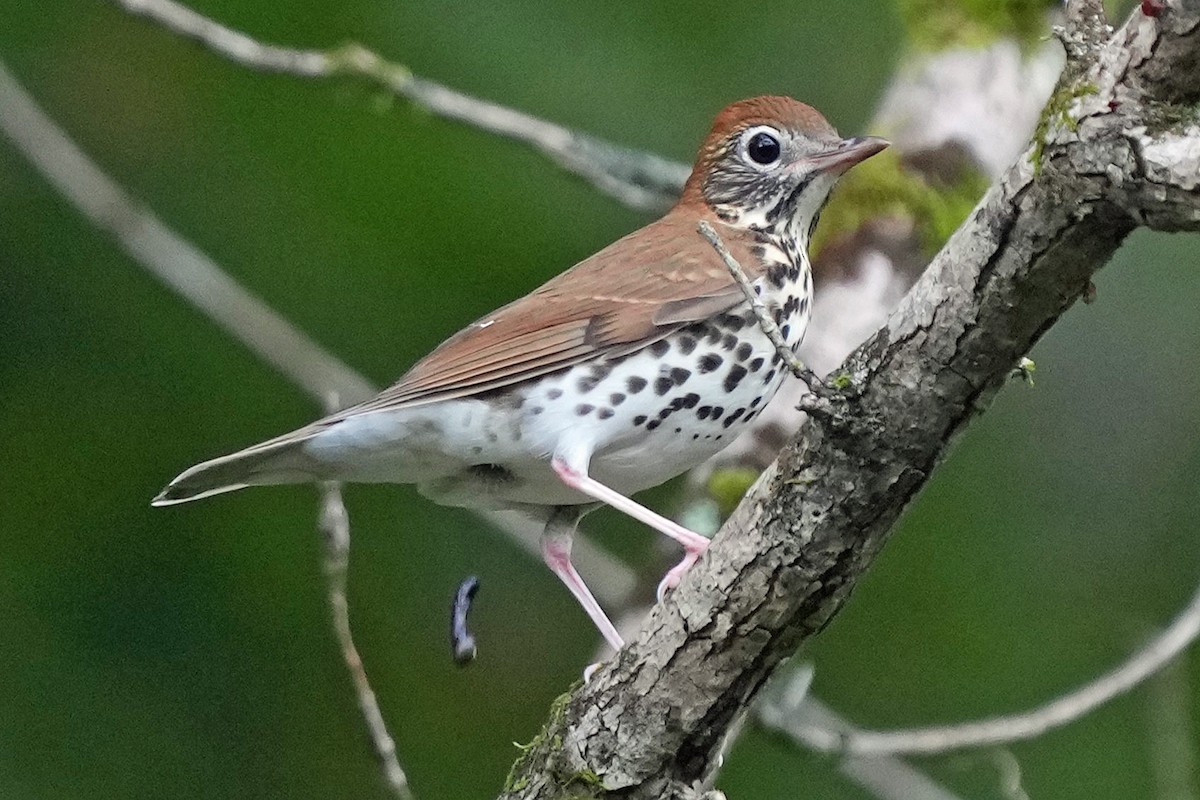 Wood Thrush - ML643044416