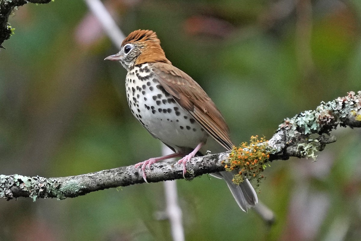 Wood Thrush - ML643044418