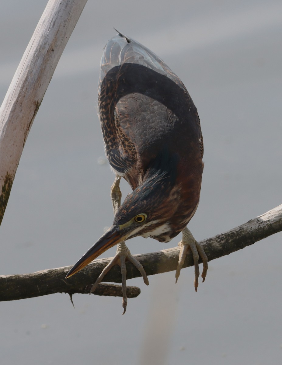 Green Heron - ML643044422